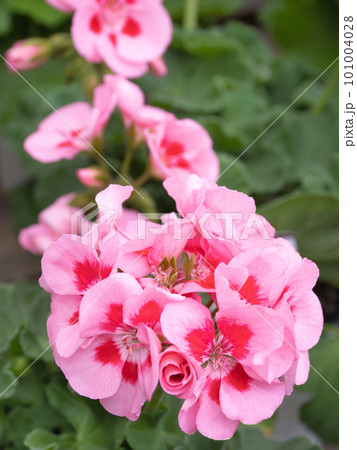 ゼラニウムの花 101004028