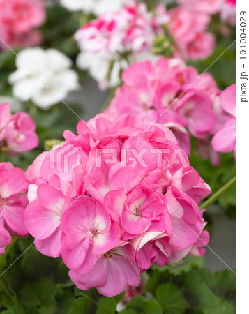ゼラニウムの花 101004029