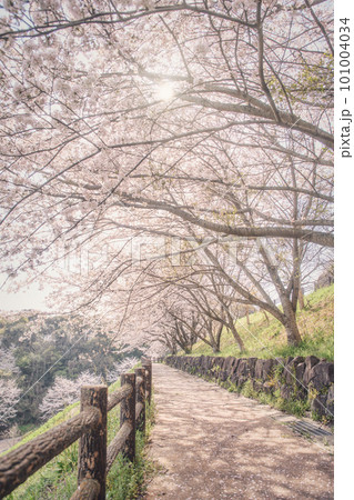 春の青空に映える満開の桜 101004034