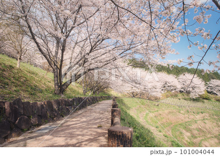 春の青空に映える満開の桜 101004044