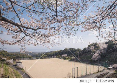 春の青空に映える満開の桜 101004049
