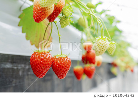 赤く実ったイチゴの果実 ハウスの苺 いちご狩り 宮城県山元町 赤く実ったイチゴの果実 ハウスの苺 いちご狩り 宮城県山元町 101004242