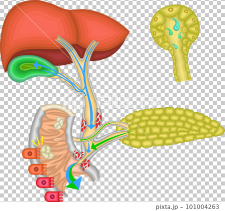 膽道膽囊膽管圖解 101004263