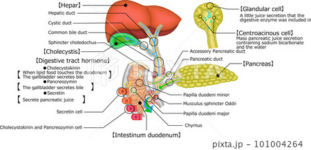 胆道　胆嚢　胆管　イラスト　英語 101004264