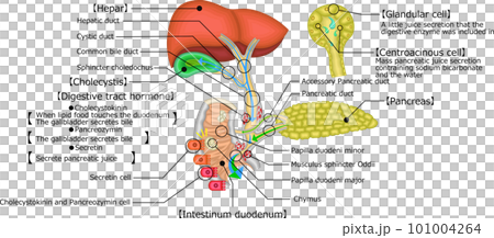 胆道　胆嚢　胆管　イラスト　英語 101004264