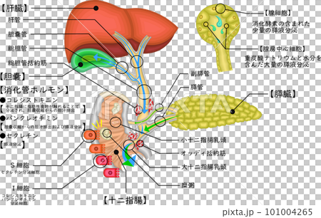 膽道膽囊膽管圖日語 101004265