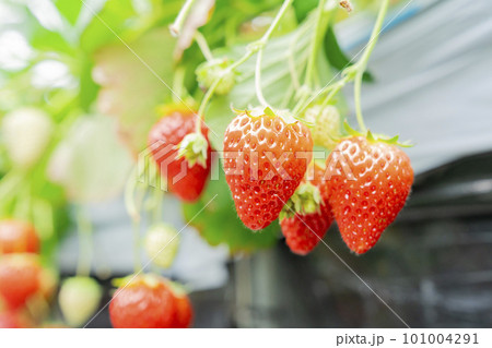赤く実ったイチゴの果実　ハウスの苺　いちご狩り　宮城県山元町 101004291
