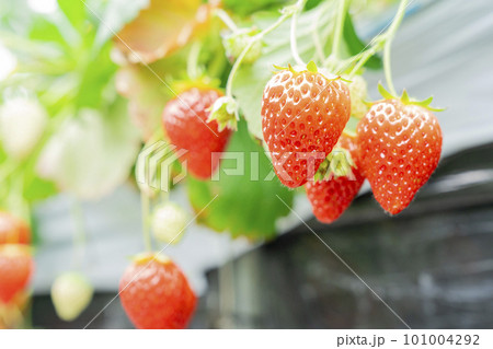 赤く実ったイチゴの果実　ハウスの苺　いちご狩り　宮城県山元町 101004292
