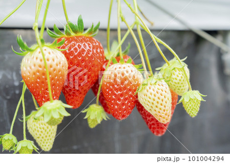 赤く実ったイチゴの果実　ハウスの苺　いちご狩り　宮城県山元町 101004294