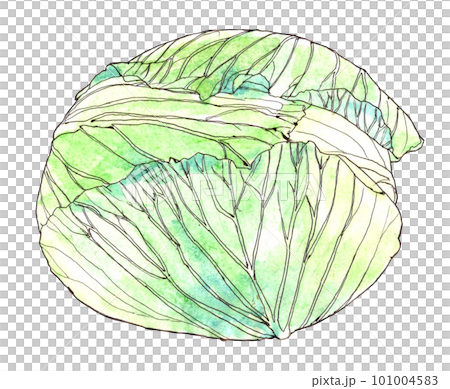 キャベツのイラスト 101004583