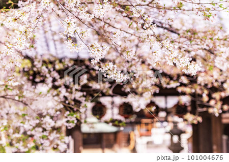 新井薬師梅照院の桜 新井薬師梅照院の桜 101004676