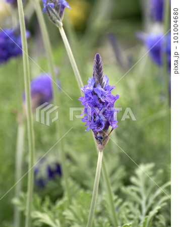 レースラベンダーの苗 101004680