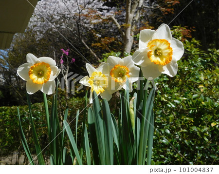 咲き誇るハッピースマイル 咲き誇るハッピースマイル 101004837