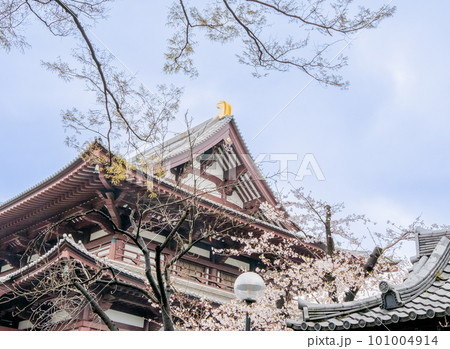 春の青空に映える本堂と桜【春】 101004914