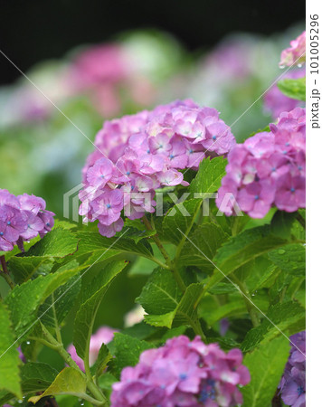 hydrangea(With Raindrop) hydrangea(With Raindrop) 101005296