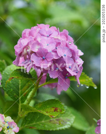 hydrangea(With Raindrop) hydrangea(With Raindrop) 101005336