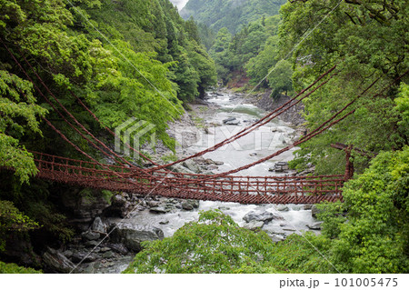 徳島の名所の祖谷のかずら橋 徳島の名所の祖谷のかずら橋 101005475