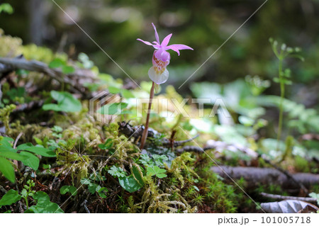 八ケ岳山麓の苔の森にひっそりと咲くホテイランの花 101005718