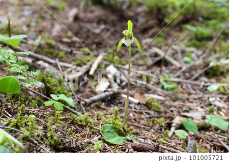 八ケ岳山麓の苔の森にひっそりと咲くイチヨウランの花 八ケ岳山麓の苔の森にひっそりと咲くイチヨウランの花 101005721