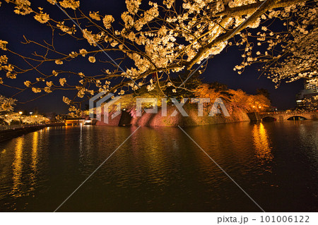 福井県庁お堀の夜桜 101006122