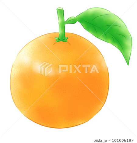 葉付き八朔 101006197