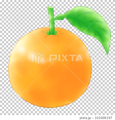 有葉子的八朔 101006197