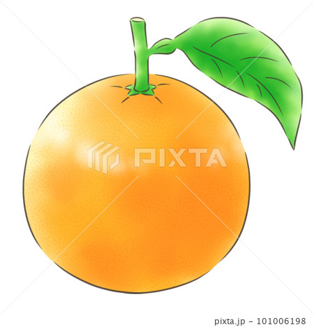 葉付き八朔・線1色 葉付き八朔・線1色 101006198