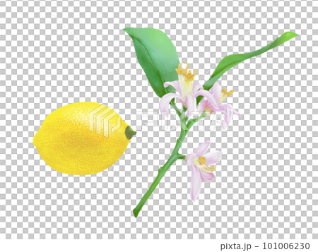 水彩で描いたリアルなレモンとレモンの花枝のイラスト素材 水彩で描いたリアルなレモンとレモンの花枝のイラスト素材 101006230