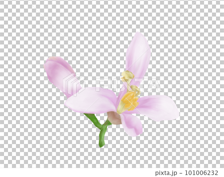 Realistic lemon flower illustration material drawn by watercolor 101006232