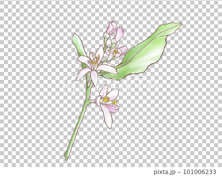 Illustration material of realistic lemon flower branch drawn by watercolor (with main line) Illustration material of realistic lemon flower branch drawn by watercolor (with main line) 101006233
