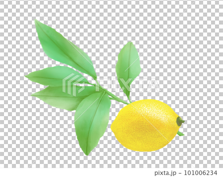 Illustration material of realistic lemon and branches and leaves drawn by watercolor 101006234