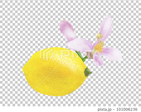 水彩で描いたリアルなレモンとレモンの花のイラスト素材 101006236