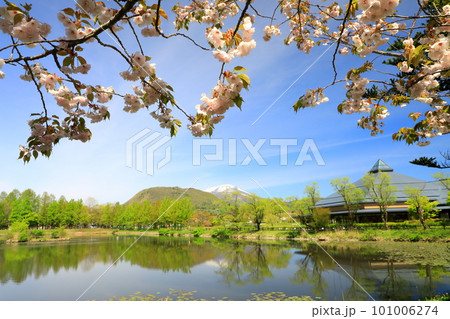 桜に囲まれた矢ケ崎公園の風景 101006274