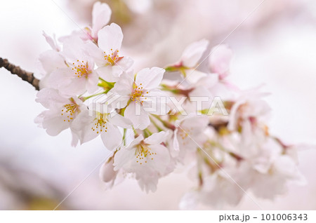 雨に濡れた桜 雨に濡れた桜 101006343
