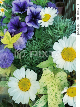 春の花壇ペチュニア・マーガレット 春の花壇ペチュニア・マーガレット 101006781