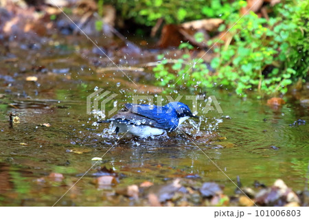 水浴びをするコルリ 101006803