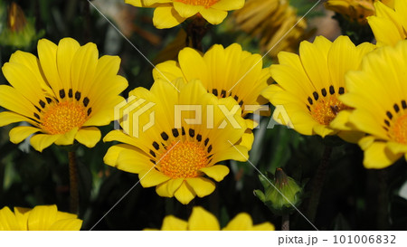 ガザニア(Gazania rigens) ガザニア(Gazania rigens) 101006832