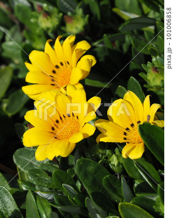 ガザニア(Gazania rigens) 101006858