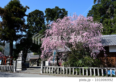 薭田野神社　枝垂れ桜 101006992