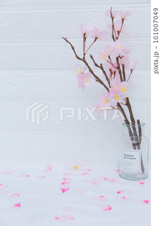 ガラスの瓶に生けた桜1 ガラスの瓶に生けた桜1 101007049