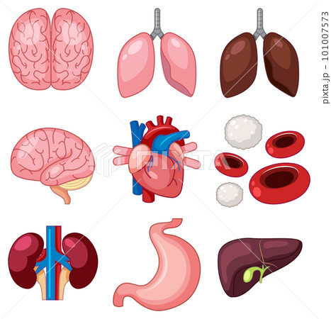 Set of human organs 101007573