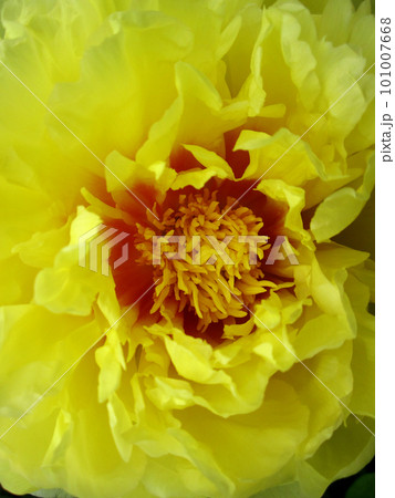 Wild beauty flower with nectar blooming 101007668