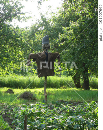 Scary scarecrow in garden discourages hungry birds Scary scarecrow in garden discourages hungry birds 101007669