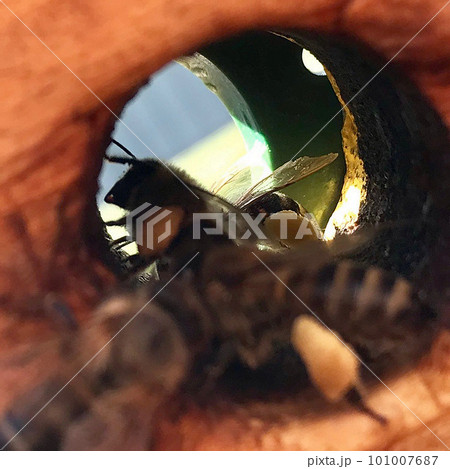 Winged bee slowly flies to beehive collect nectar for honey on private apiary from flower 101007687