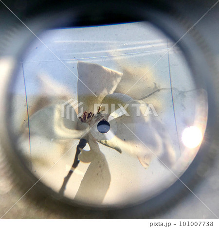 Blooming flower magnolia with green leaves, living natural nature 101007738