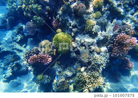 coral reef in Red Sea coral reef in Red Sea 101007878