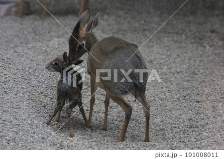 dikdik mother and newborn child dikdik mother and newborn child 101008011