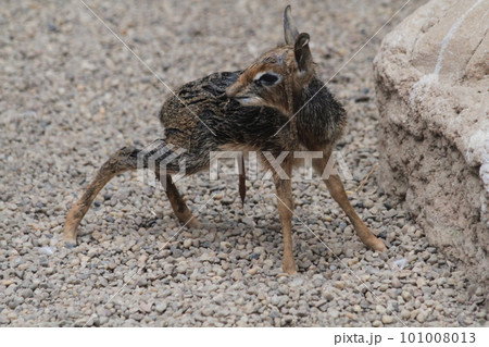 dikdik newborn animal child 101008013