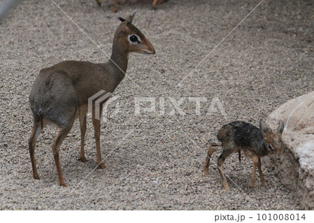 dikdik mother and newborn child dikdik mother and newborn child 101008014