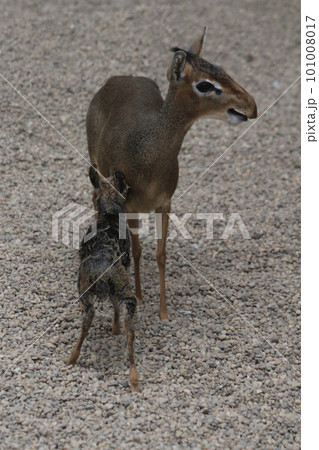 dikdik mother and newborn child dikdik mother and newborn child 101008017
